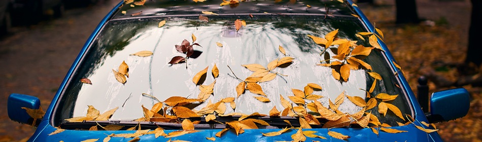 Autoruiten schoonmaken bladeren herfst
