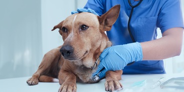 Hond wordt gecontroleerd door de dierenarts