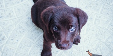 Puppy met naaktslak