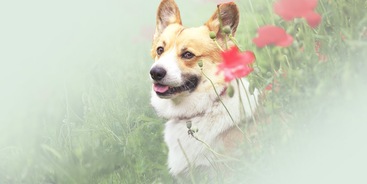 Hond tussen planten