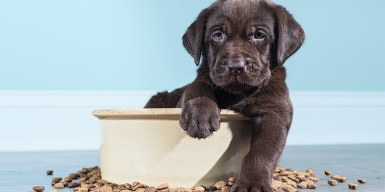 Puppy zit in etensbak