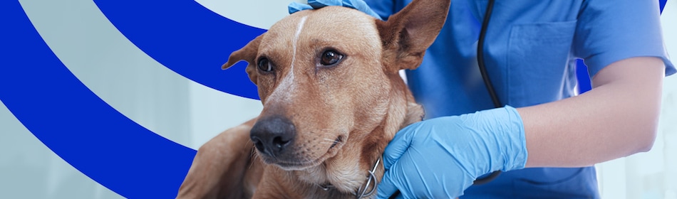 Hond wordt gecontroleerd door de dierenarts