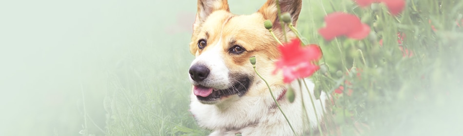 planten giftig hond