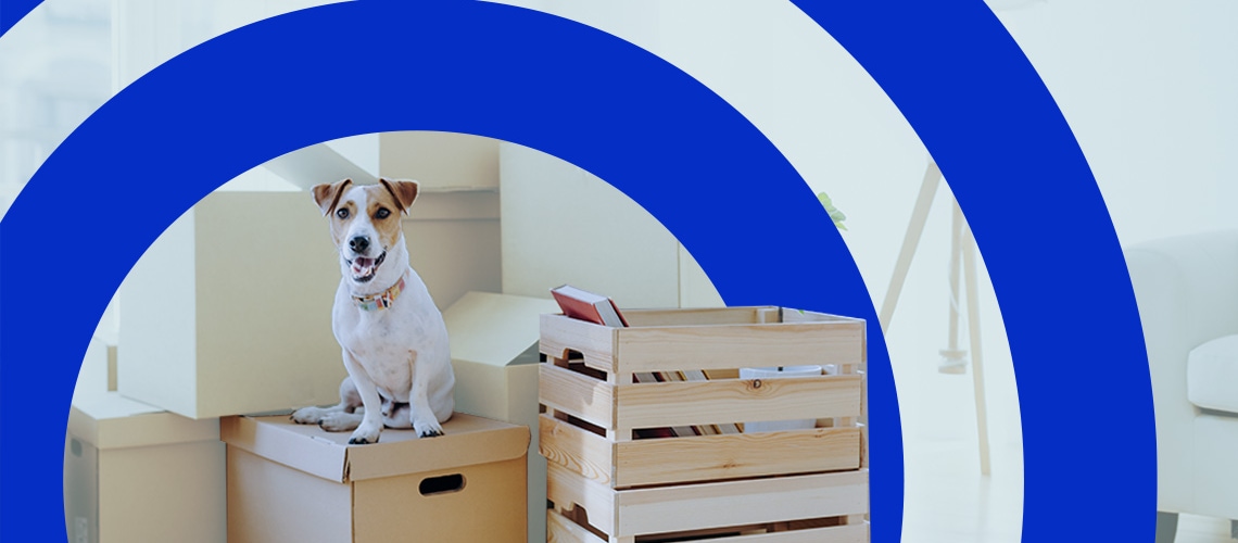 Hond tussen de verhuisdozen
