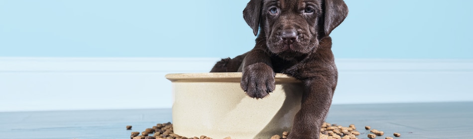 Puppy zit in etensbak