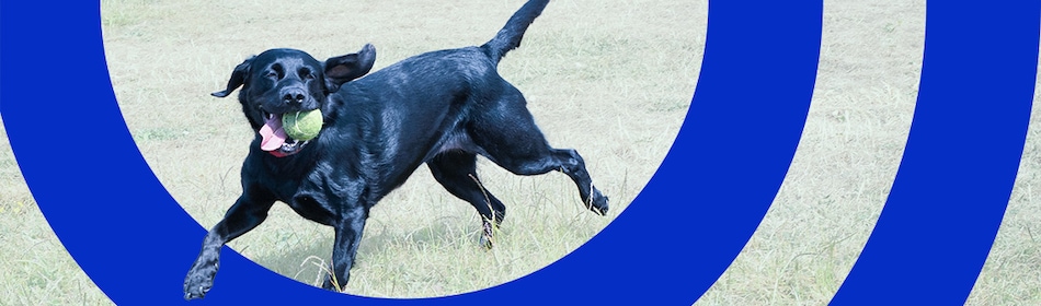 Hond rent achter bal aan