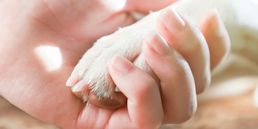 Hond pootje