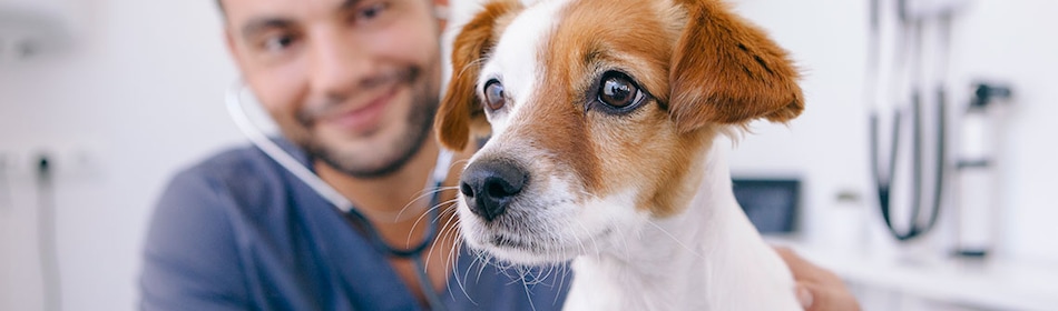 Hond dierenarts