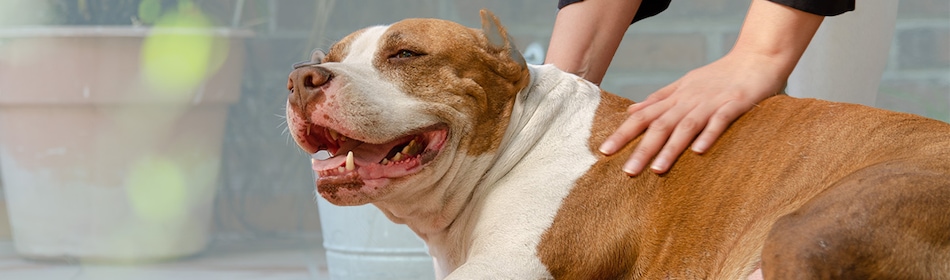 Hond-lichaamstaal
