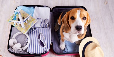 Beagle hond in koffer