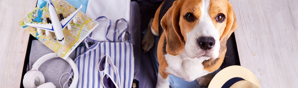 hond vakantie europees paspoort dieren