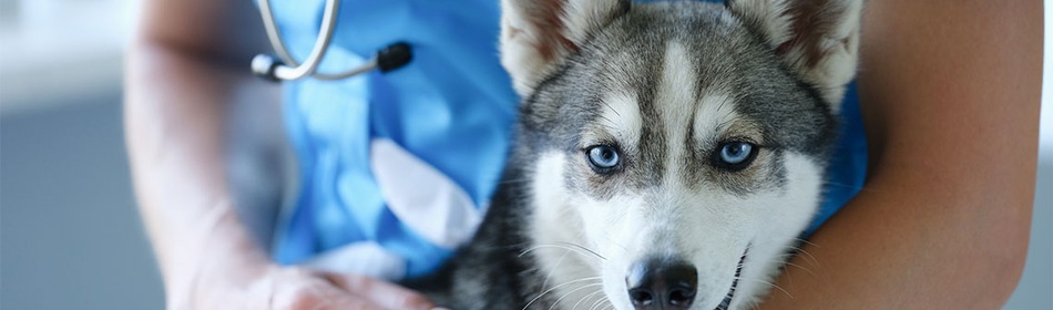 Husky hond bij dierenarts