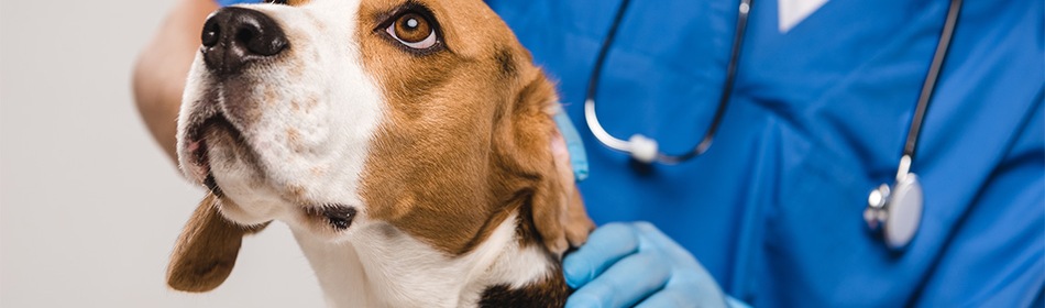 Beagle bij de dierenarts