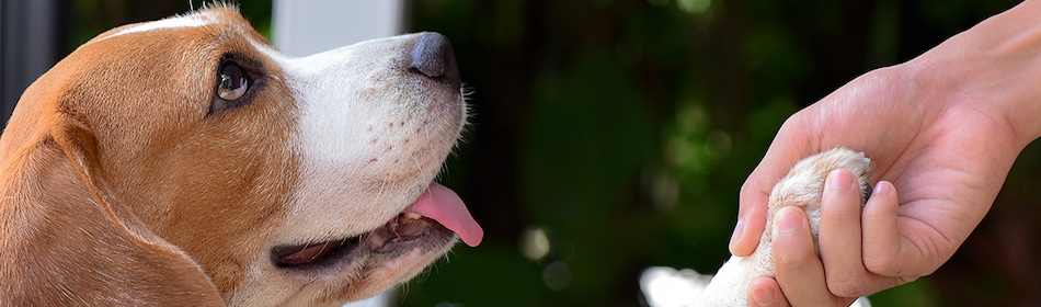Lichaamstaal hond