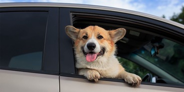 Hond auto