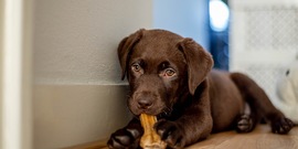 Bruine labrador pup