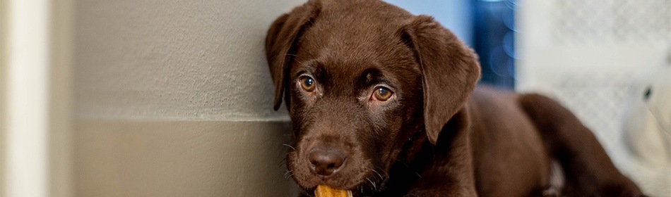 checklist puppy