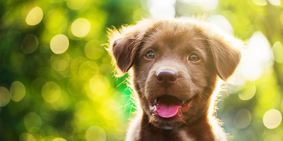 Puppy natuur