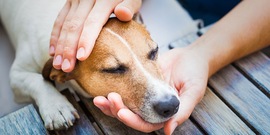 Hand onder kin hond