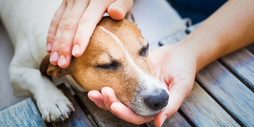 Hand onder kin hond