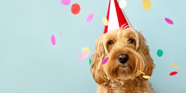 Hond met feesthoedje