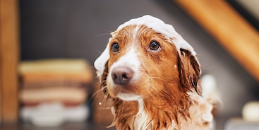 Hond wassen