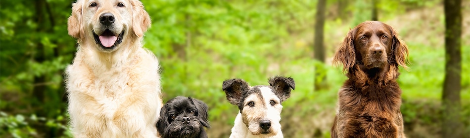 Welke hond past bij mij