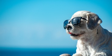 Hond zonnebril