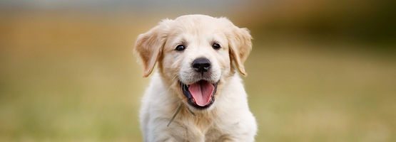 Golden Retriever Kopen Wat Kost Het Ohra