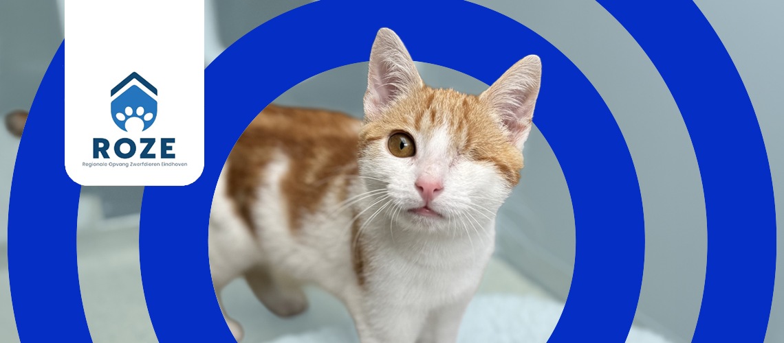 Eenogige kat met het logo van Stichting ROZE
