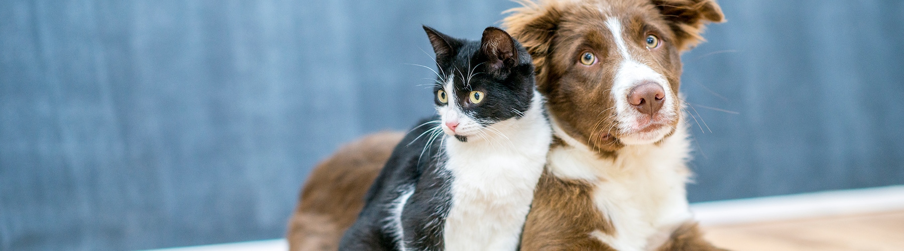 Hond en kat