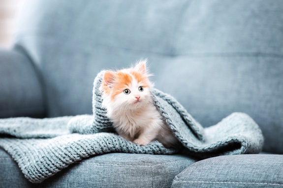 Voorlopige Trend Attent Kat kopen - Welke kat past bij jou? | OHRA