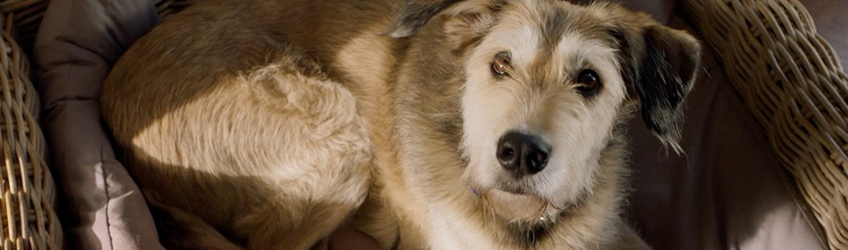Dierenartskosten voor je hond