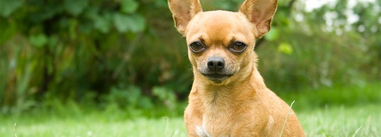 bonen piramide meer en meer Chihuahua kopen? Dit kost het| OHRA