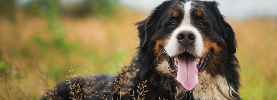 Berner kopen? Dit kost het | OHRA