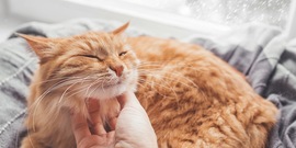 Rode kat voor het raam