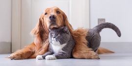Hond kat knuffel