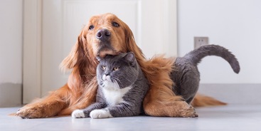 Hond kat knuffel