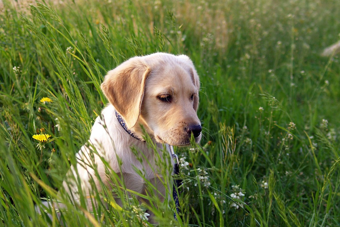 ademen taart Exclusief Labrador retriever kopen? Dit kost het| OHRA
