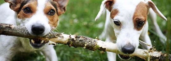 Blaffende Honden Bijten Niet, Maar Maken Wel Herrie! | Ohra