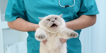 Kat wordt vastgehouden door de dierenarts