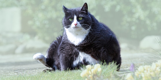 Kat met overgewicht