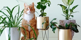 Kat zit tussen planten