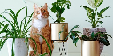Kat zit tussen planten
