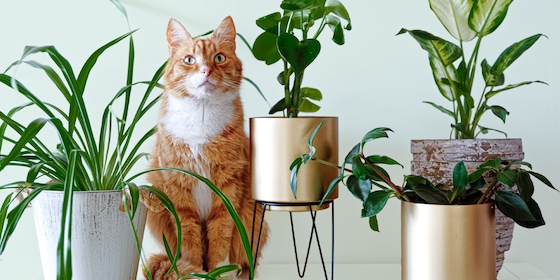 Kat zit tussen planten