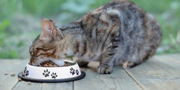 Kat is aan het eten