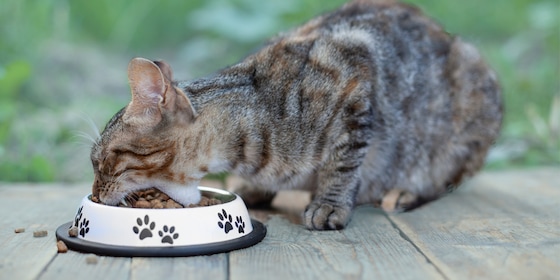 Kat is aan het eten