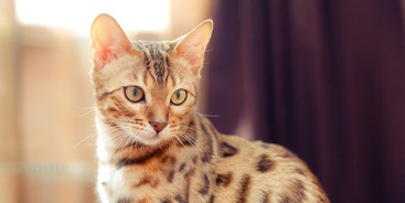 Bengaal kat