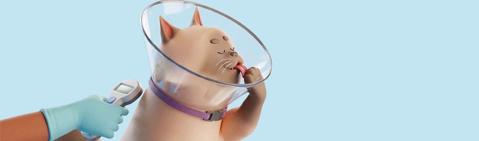 Castratie van je kat