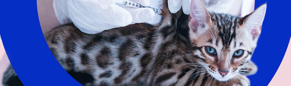 Kat wordt behandeld